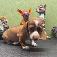 Dandy, a male Dachshund for sale in Hico, TX – Photo 5 of 6