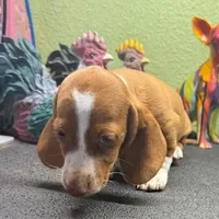 Dandy, a male Dachshund for sale in Hico, TX – Photo 4 of 6