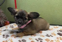 Carlie, a female Chihuahua for sale in Hico, TX – 2 of 3