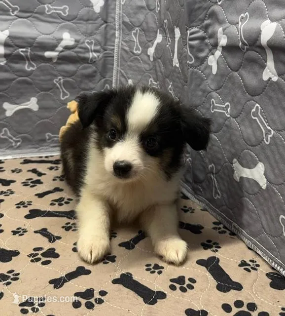 Dallas – Miniature Australian Shepherd puppy for sale in Hico, TX