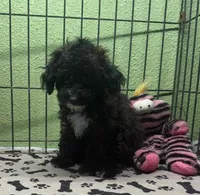 Grace, a female Poodle - Toy  for sale in Hico, TX – 5 of 5