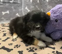 Hannah, a female Toy Australian Shepherd for sale in Hico, TX – 3 of 3