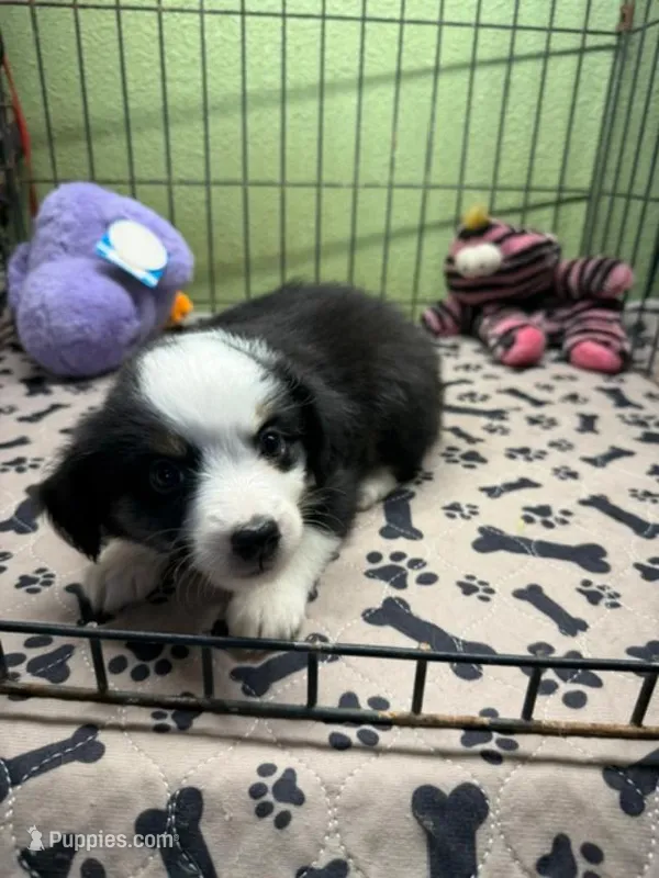 Dallas – Miniature Australian Shepherd puppy for sale in Hico, TX