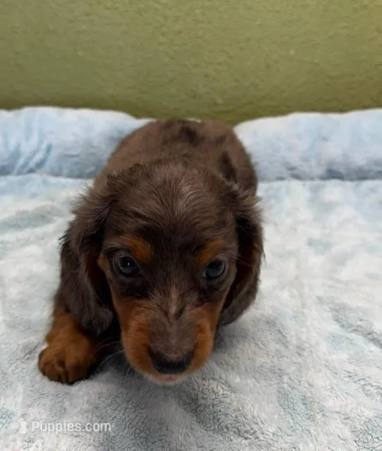 Randy – Miniature Dachshund puppy for sale in Hico, TX