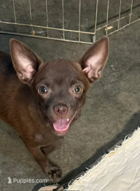 Steal – Chihuahua puppy for sale in Hico, TX