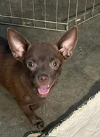 Steal, a male Chihuahua for sale in Hico, TX – 1 of 5