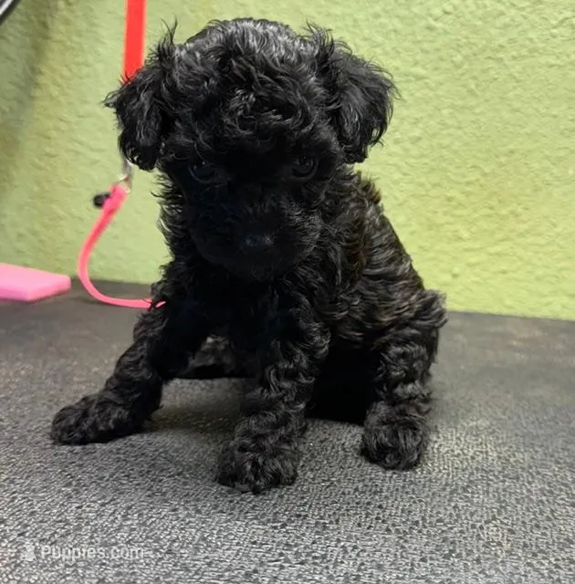Glory – Poodle - Toy  puppy for sale in Hico, TX