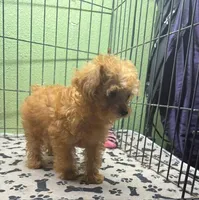 Gemma, a female Poodle - Toy  for sale in Hico, TX – 4 of 5