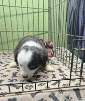 Dixie, a male Miniature Australian Shepherd for sale in Hico, TX – 2 of 3