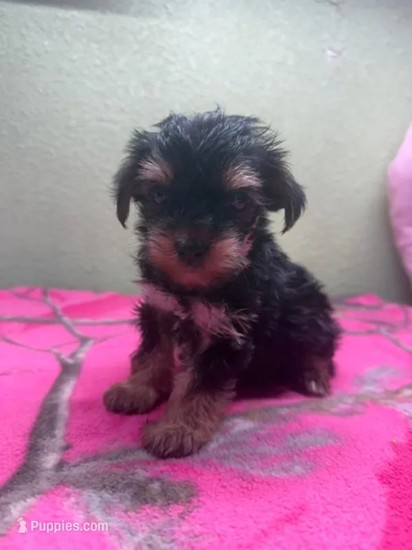 Tess – Yorkshire Terrier, Poodle - Toy  puppy for sale in Hico, TX