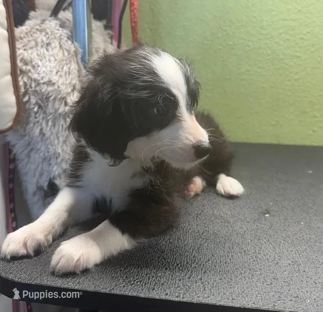 Brandy – Miniature Aussiedoodle puppy for sale in Hico, TX