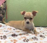 Bud, a male Chihuahua for sale in Hico, TX – 2 of 3