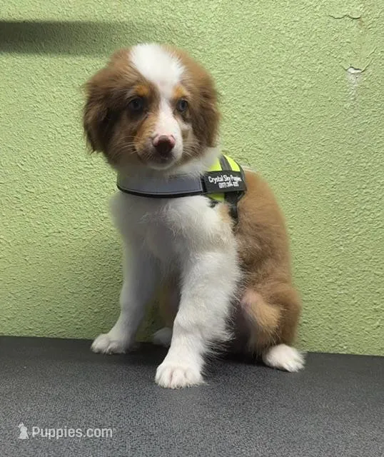 Romeo – Australian Shepherd puppy for sale in Hico, TX