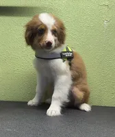 Romeo, a male Australian Shepherd for sale in Hico, TX – 1 of 3