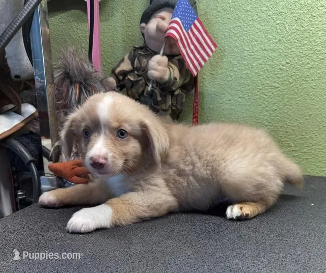Tanner – Miniature Australian Shepherd puppy for sale in Hico, TX