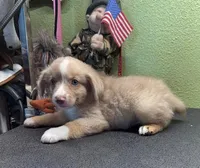 Tanner, a male Miniature Australian Shepherd for sale in Hico, TX – 1 of 3
