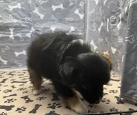 Helen, a female Toy Australian Shepherd for sale in Hico, TX – 3 of 3