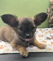 Carlie, a female Chihuahua for sale in Hico, TX – 3 of 3