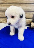 processed/20ec9e61-0fa5-4792-86d1-ee691810d2aa/listing/d30d400b-f3e3-4505-92c2-67ef333496d3/2ddbe429-e188-4c35-b3b6-0ba0870a9296