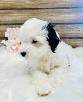 processed/20ec9e61-0fa5-4792-86d1-ee691810d2aa/listing/f04bb0de-cde7-471f-9901-023e630e7d0e/bb9688b7-1cdf-4073-9243-61b8a4352283