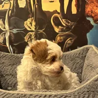 Woody, a male Yorkipoo for sale in Los Angeles, CA – Photo 4 of 4