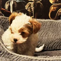 Woody, a male Yorkipoo for sale in Los Angeles, CA – Photo 2 of 4