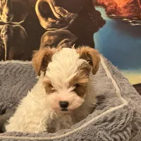 Woody, a male Yorkipoo for sale in Los Angeles, CA – Photo 3 of 4