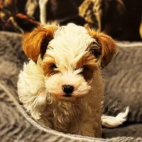 Woody, a male Yorkipoo for sale in Los Angeles, CA – Photo 1 of 4