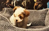 processed/20ee1b19-6875-4ec6-87a3-b80eff2eec68/listing/881d16ef-18e9-4cc7-88c1-d0aa06f01c5a/46cadf66-7d07-4633-94e8-ed70833e5b82