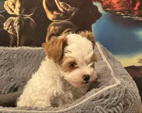 processed/20ee1b19-6875-4ec6-87a3-b80eff2eec68/listing/881d16ef-18e9-4cc7-88c1-d0aa06f01c5a/790088df-7e6d-40f3-bc26-adf85dc8522d