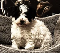 processed/20ee1b19-6875-4ec6-87a3-b80eff2eec68/listing/c8e2ec84-6f0f-435d-b2ee-833a618b3543/679a155a-3345-41e4-a955-998de25fe220