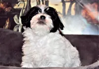 processed/20ee1b19-6875-4ec6-87a3-b80eff2eec68/listing/c8e2ec84-6f0f-435d-b2ee-833a618b3543/8b0b2f75-3830-4b24-b9e7-eeb01b7b9777