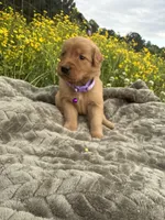Girl 1, a female Golden Retriever for sale in Saltillo, MS – Photo 2 of 3