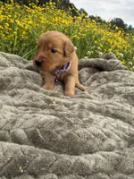 Girl 1, a female Golden Retriever for sale in Saltillo, MS – Photo 3 of 3