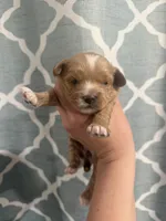 beauty, a female Cavapoo for sale in Saltillo, MS – Photo 3 of 5