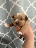 beauty, a female Cavapoo for sale in Saltillo, MS – Photo 2 of 5