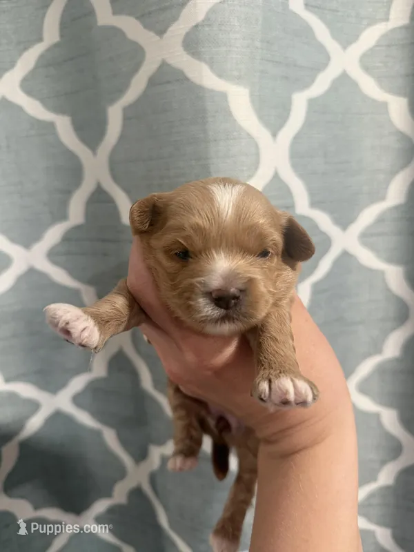 beauty, a female Cavapoo for sale in Saltillo, MS – Photo 1 of 5