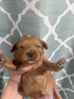 beauty, a female Cavapoo for sale in Saltillo, MS – Photo 5 of 5