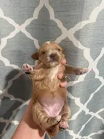 beauty, a female Cavapoo for sale in Saltillo, MS – Photo 4 of 5