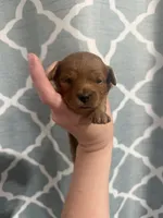 Ruby, a female Cavapoo for sale in Saltillo, MS – Photo 2 of 3