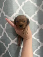 Ruby, a female Cavapoo for sale in Saltillo, MS – Photo 1 of 3