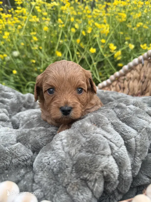 Ruby – Cavapoo puppy for sale in Saltillo, MS