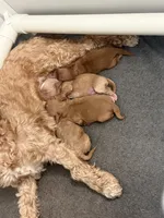 Ruby, a female Cavapoo for sale in Saltillo, MS – Photo 3 of 3