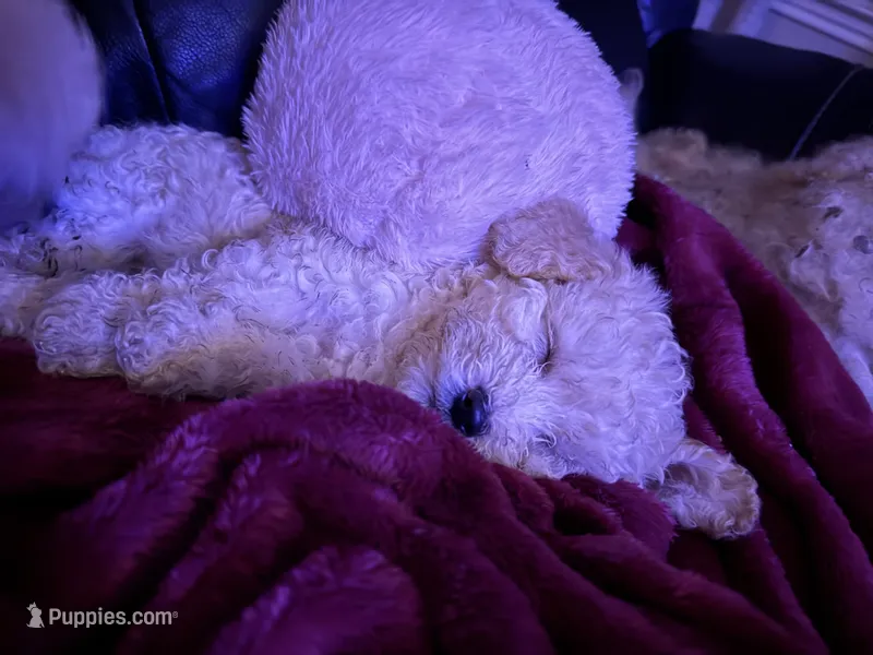 Ollie – Maltipoo puppy for sale in Conroe, TX
