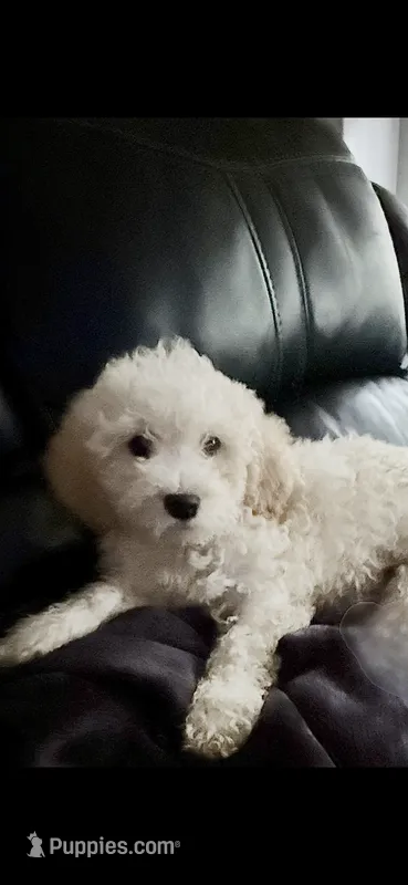 TuTu  – Maltipoo puppy for sale in Conroe, TX