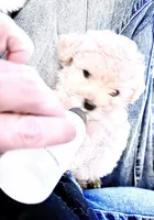 TuTu , a male Maltipoo for sale in Conroe, TX – 2 of 3
