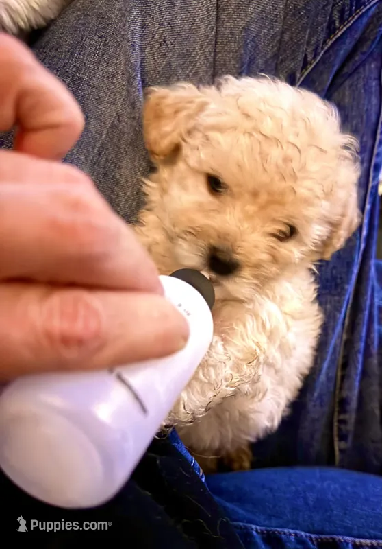 Lulu  – Maltipoo puppy for sale in Conroe, TX