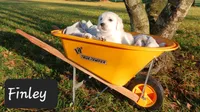 Finley , a male Golden Retriever for sale in Oakland, MD – 2 of 10