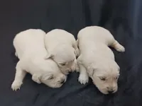 Girl #2, a female Golden Retriever for sale in Oakland, MD – 5 of 10