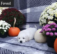 Forest , a male Golden Retriever for sale in Oakland, MD – 1 of 10
